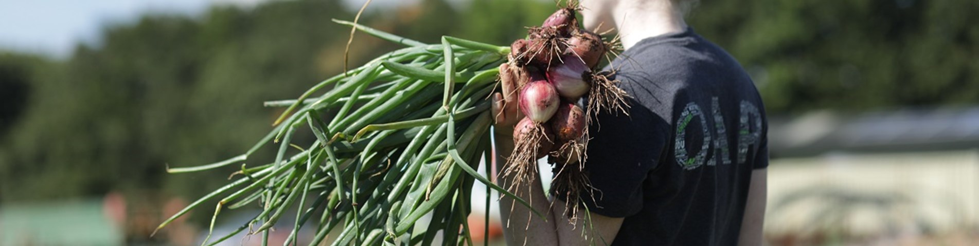 Community Farm onions.jpg