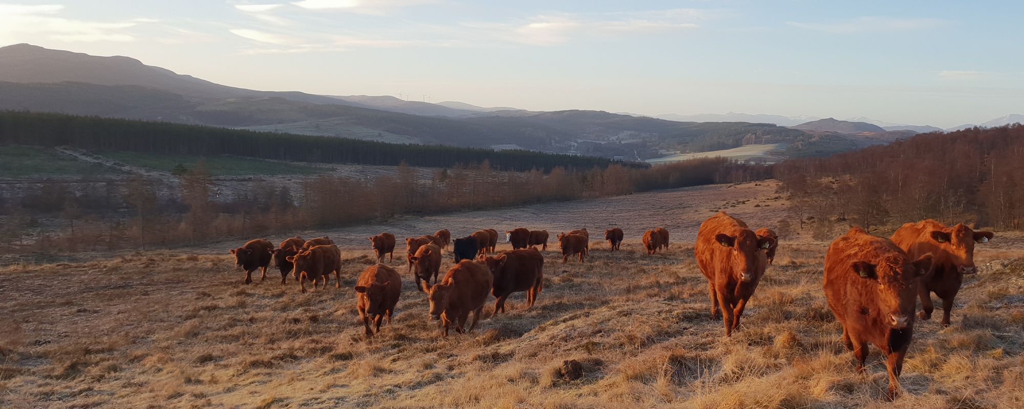 Scotland farming programmes