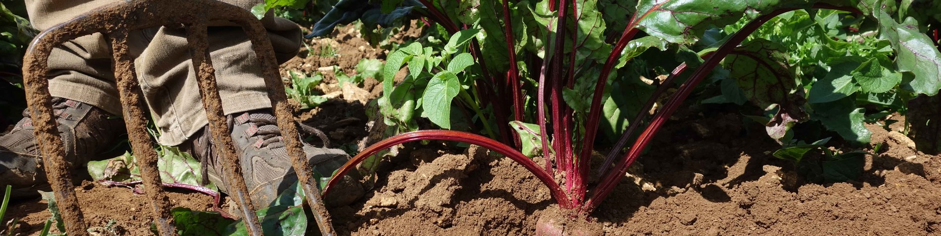 Beetroot in soil
